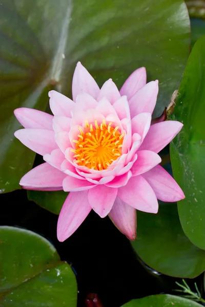 Pink water lily. — Stock Photo, Image