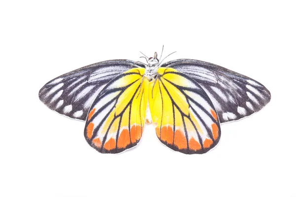 Желтая красная бабочка (Painted Jezebel), изолированная на белой . — стоковое фото