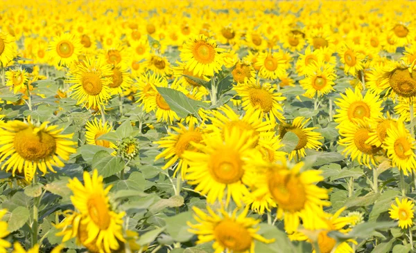 Campo de girasoles . — Foto de Stock