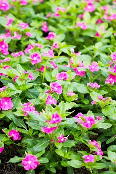 Pink vinca flower. — Stock Photo, Image