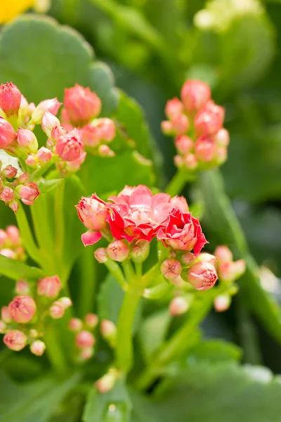 Zblízka kalanchoe květin. — Stock fotografie