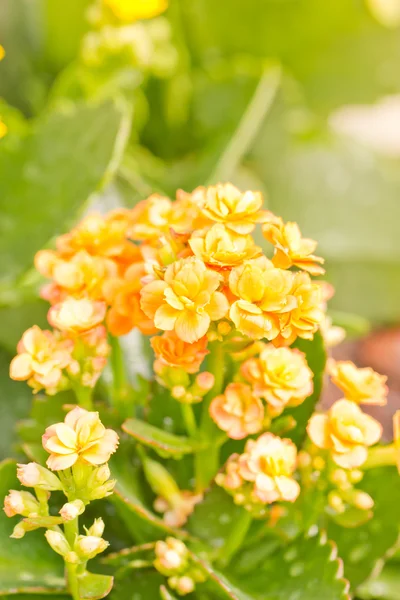 Zblízka kalanchoe květin. — Stock fotografie