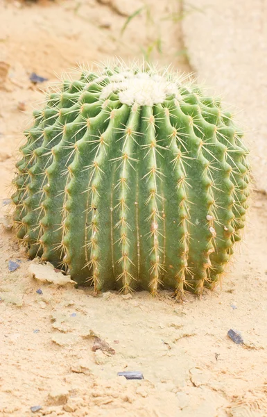 Pianta di cactus con spine . — Foto Stock