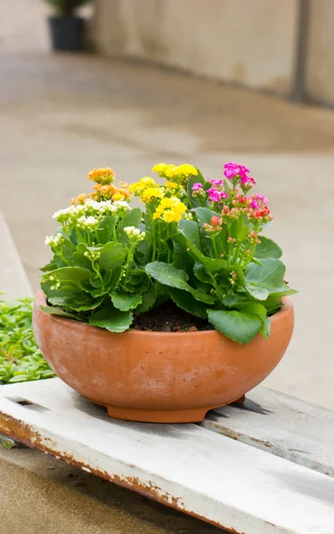 Kalanchoe flores en maceta de barro . — Foto de Stock