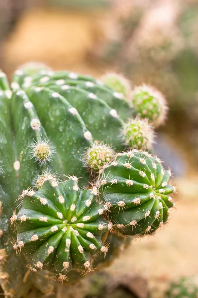 Close up of Cactus plant. — Stock Photo, Image