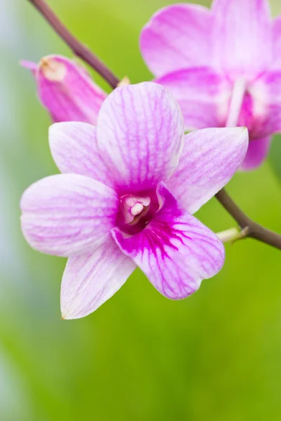 Violet orchid branch. — Stock Photo, Image