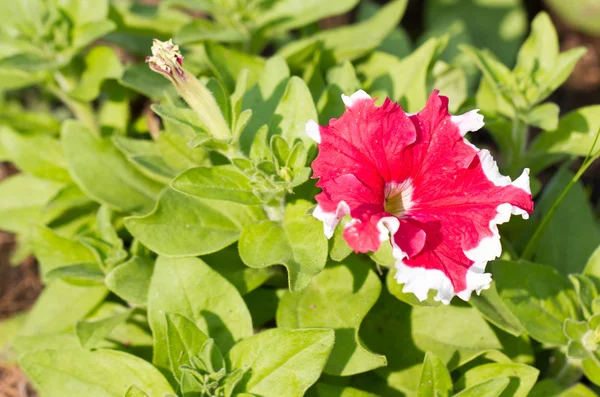 Rote Petunienblüte. — Stockfoto