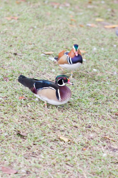 Ente (aix sponsa) auf dem Boden. — Stockfoto