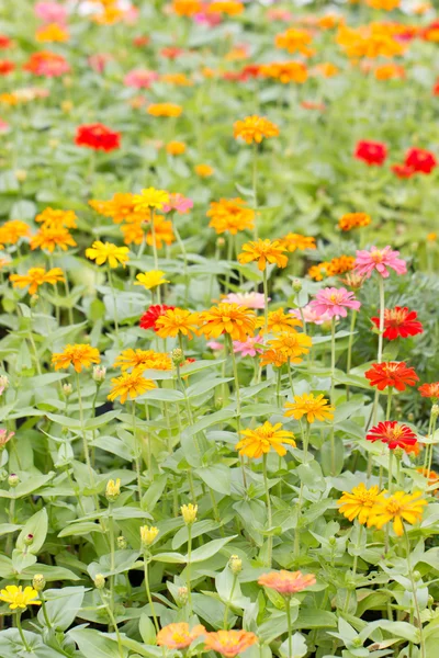 Barevné zinnia elegans květiny pole. — Stock fotografie