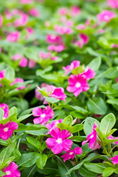 Flor de vinca rosa. Profundidade de campo rasa . — Fotografia de Stock