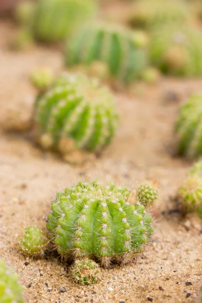 Kaktus, płytkiej głębi ostrości. — Zdjęcie stockowe