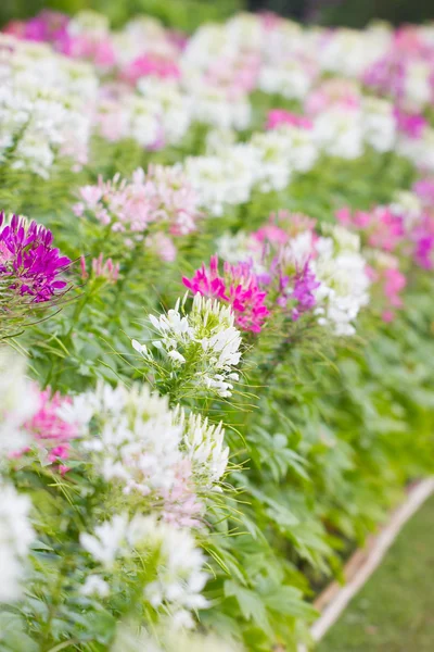 Cleome spinosa květiny pole. — Stock fotografie