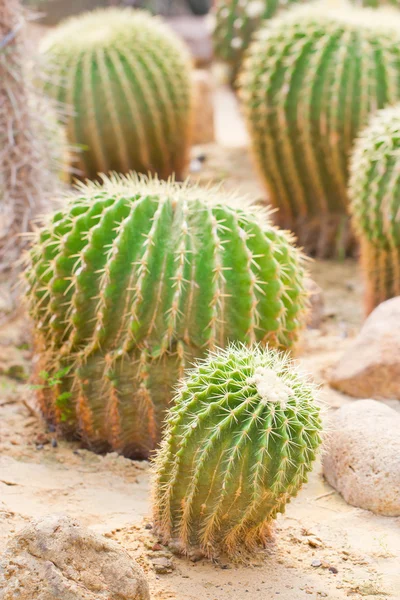 Golden ball cactus. — Stock Photo, Image