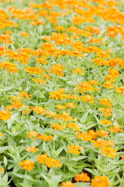 Zinnia elegans flowers field. — Stock Photo, Image