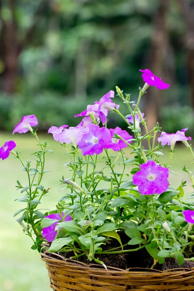 Fiori di petunia con vaso intrecciato di bambù . — Foto Stock