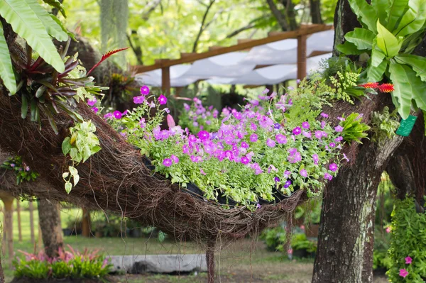 Petunienblüten mit Lianenwiege. — Stockfoto