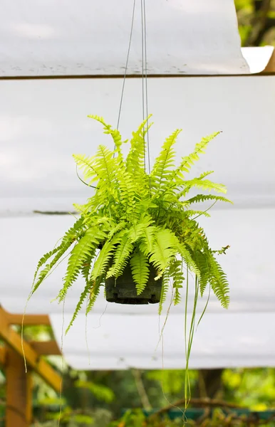 Fern.A planta en maceta (Nephrolepis exaltata ). —  Fotos de Stock