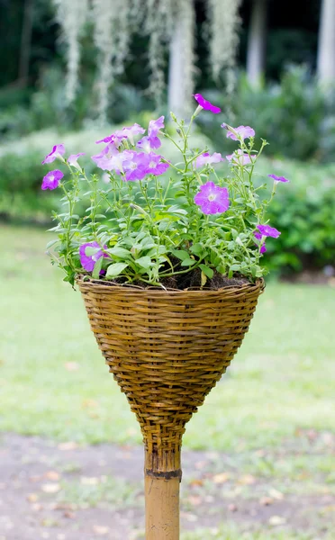 Petunia flowers with bamboo weaved pot. — Stock Photo, Image
