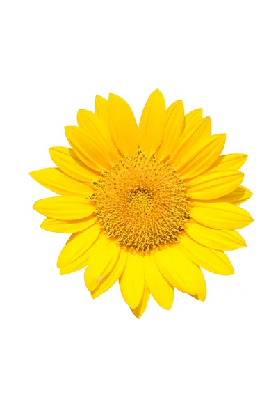 Beautiful yellow Sunflower. — Stock Photo, Image