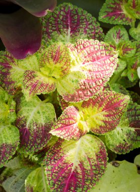 ısırgan otu boyalı, multicolors yaprakları houseplant.