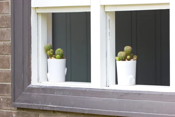 Zwei Kakteen auf der Fensterbank. — Stockfoto