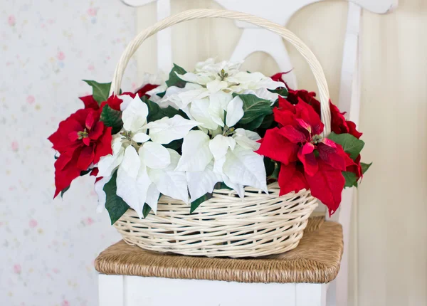 Weihnachtsblumen mit Korb auf dem Stuhl. — Stockfoto