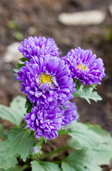 紫色菊花. — 图库照片