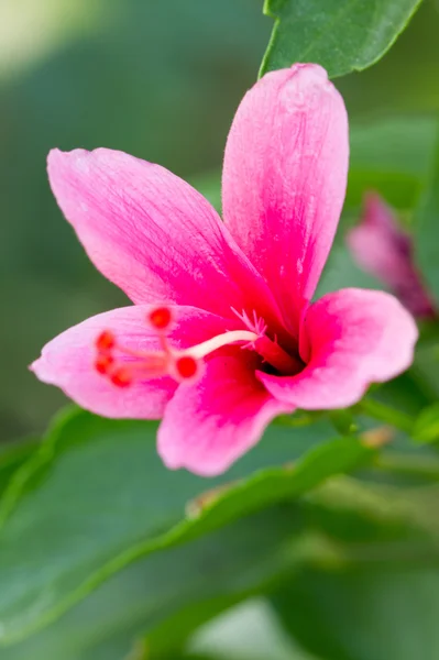 Hibiscus rosa sinensis. — Foto de Stock