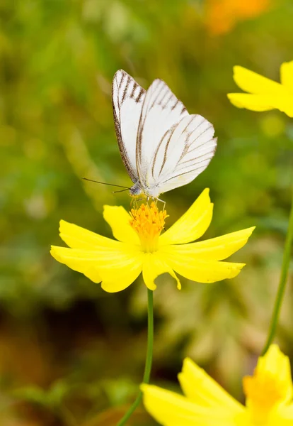 Mariposa blanca con cosmos amarillos . —  Fotos de Stock