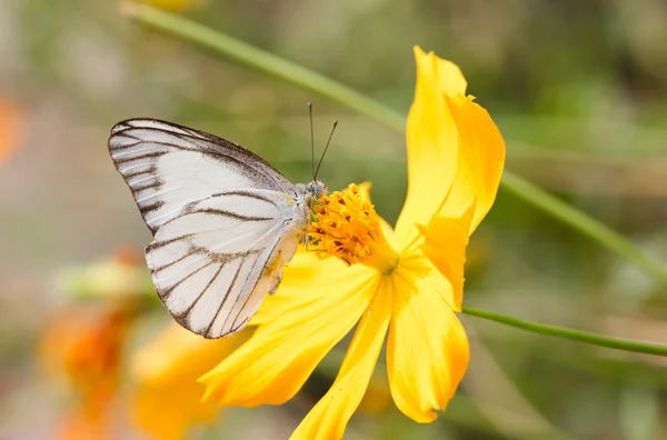 Borboleta branca com cosmos amarelos . — Fotografia de Stock