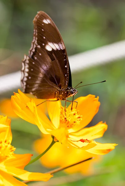 Indische Krähenfalter (Euploea core)). — Stockfoto