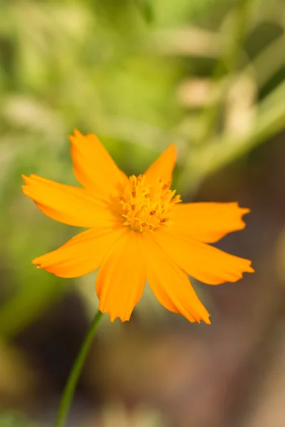 Yellow cosmos flower. — Stock Photo, Image