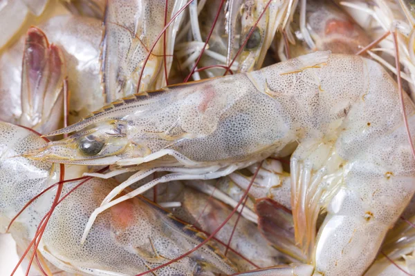 Whiteleg shrimps. — Stock Photo, Image
