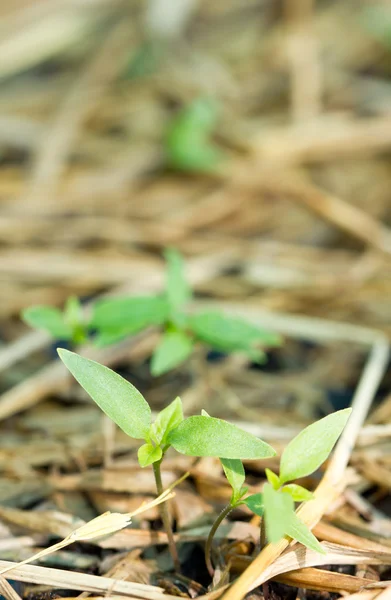 Purple chilli sprout in the farm. — Stock Photo, Image