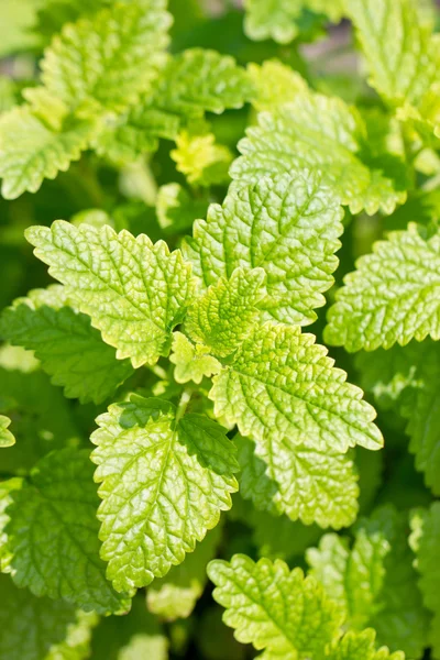 Peppermint plant in the sunny day. — Stock Photo, Image