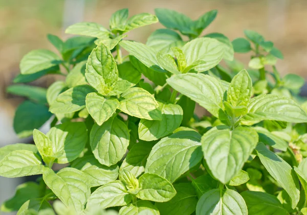 Planta de albahaca dulce . —  Fotos de Stock