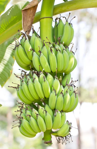 Banana. — Stock Photo, Image