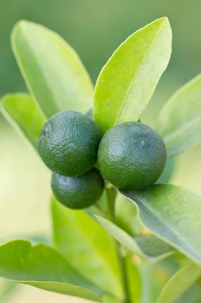 Primer plano de limón verde . —  Fotos de Stock