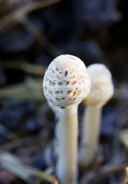 Young parasol mushroom. — Stock Photo, Image