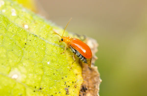 Young Rice Thrips, pumpkin pest. — Stock Photo, Image