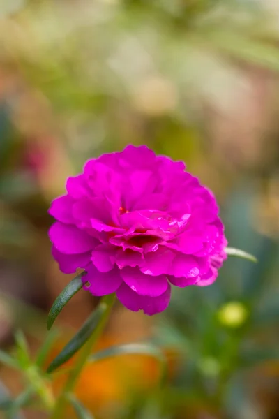 Rosafarbene Portulailleblüte. — Stockfoto