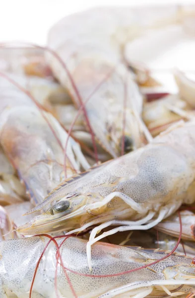 Whiteleg shrimps. — Stock Photo, Image