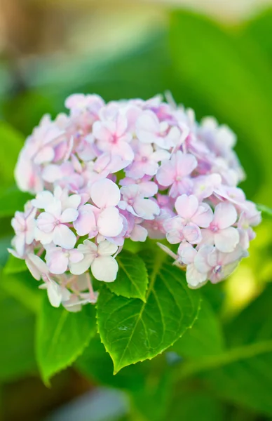 Pink hydrangea in the park. — Stock Photo, Image
