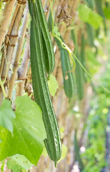 Angled gourd. — Stock Photo, Image