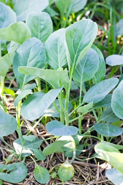 Vegetais de couve chinesa no jardim . — Fotografia de Stock