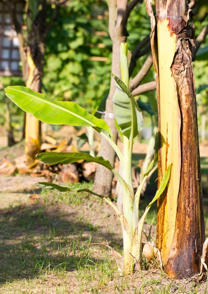 Árbol de plátano joven . —  Fotos de Stock