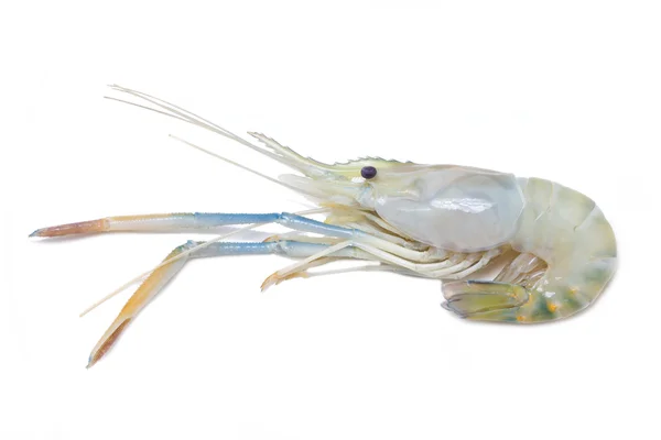 Uncook river shrimp — Stock Photo, Image
