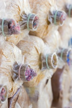 mantar yetiştiriciliği.