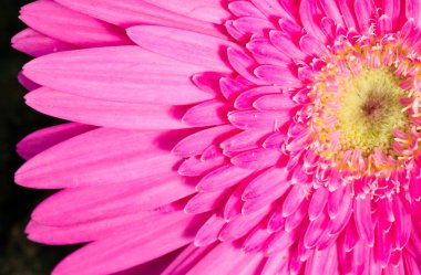 pembe gerbera yakın çekim.