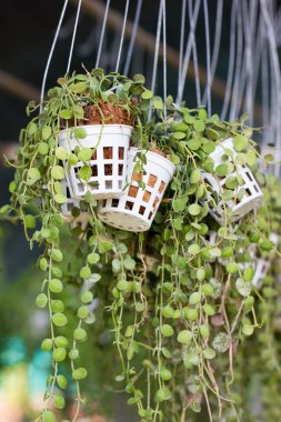 Yeşil sarmaşık bitki.